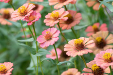 A Group Of Peach And Pink Zinnias Growing In A Summer Garden.