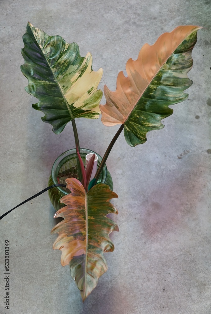Beautiful variegated leaves of Philodendron Caramel Marble Stock Photo |  Adobe Stock