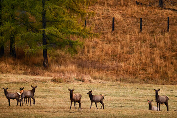 Wall Mural - deer in the pasture animals wildlife no people