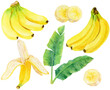 バナナの素材集　バナナの房　バナナの美　バナナの葉　水彩画