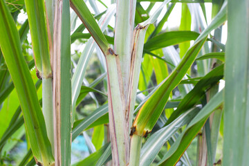  Sugar cane plant with green leaves