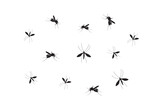 Fototapeta  - Mosquito vector. Mosquitoes bite humans. Flying insect illustration. Malaria plague insects