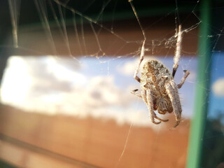 Spider