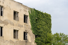 An Abandoned Building With Windows Without Glass Overgrown With A Green Plant Bindweed
