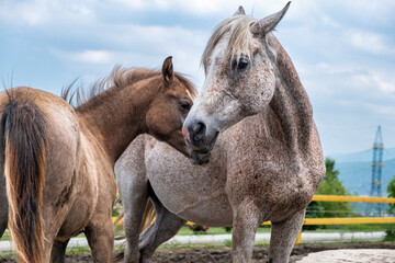 Sticker - portrait of a horse