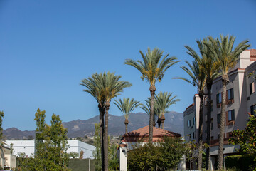 Wall Mural - Palm framed view of the downtown area of Foothill Ranch in Lake Forest, California, USA.