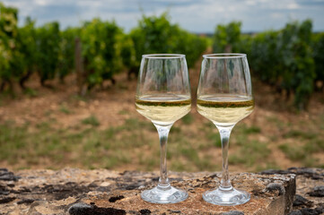 Tasting of white dry wine made from Chardonnay grapes on grand cru classe vineyards near Puligny-Montrachet village, Burgundy, France