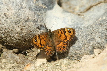 Wall Mural - A rare Wall Brown Butterfly, Lasiommata megera, resting on a wall.