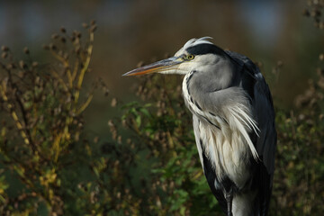 Wall Mural - a head shot of a hunting grey heron, ardea cinerea, standing at the edge of a lake.