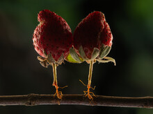 Two Strong Weaver Ants Oecophylla Smaragdina Lifting Big Strawberries With Bokeh Background 
