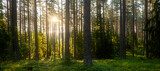 Fototapeta  - Sunbeams shining through natural forest of pine trees