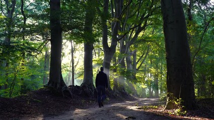 Wall Mural - man walking in a lane with the sunlight breaking through the trees.