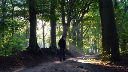 Wall Mural - man walking in a lane with the sunlight breaking through the trees.