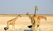 Four Giraffe And Two Ostrich Standing Near A Waterhole With A Dry Barren Empty Background In Etosha National Park, Namibia