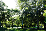Fototapeta Na ścianę - Large white birch trees in green park. lush grass. sun shining through the tree tops. dense foliage. parks and outdoors. summer scene. attractive public park.