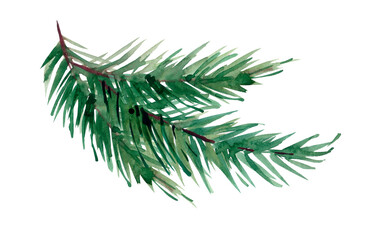 Watercolor new year fir branches isolated