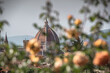 View of Florence from Garden of Roses