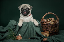 Pug Puppy And Mushroom Basket On A Dark Background