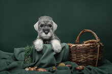 Schnauzer Puppy And Mushroom Basket On A Dark Background