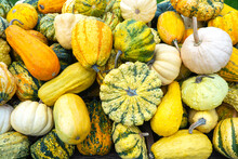 Many Fresh Pumpkins An Agricultural Fair. Exhibition And Sales Of Pumpkins