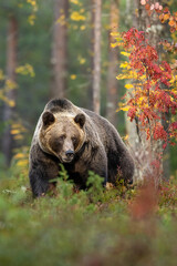 Wall Mural - Brown bear in autumn forest scenery