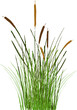 © gala - Image of a green reed or bulrush on a white background.Isolated vector drawing.
