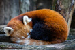 A red panda sleeps in the forest
