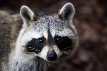 Wall Mural - portrait of a raccoon in the forest