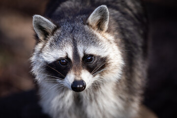 Wall Mural - Portrait of a raccoon in the forest