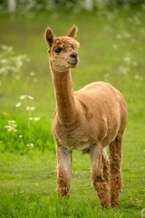 Canvas Print - Little alpaca standing in the field of green grass