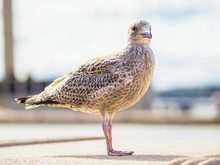 Young Seagull Sea Bird Waiting For Food