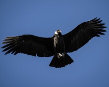 Closeup Of A Black Andean Condor Flying In The Blue Sky