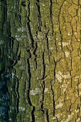 Poster - Vertical closeup shot of details on green mossy tree bark