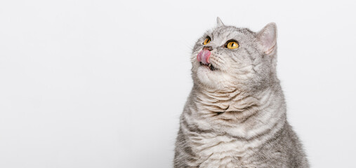 Tabby cat licking his lips, banner with copy space. Tasty pet food for advertising