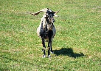 Sticker - goat on the meadow