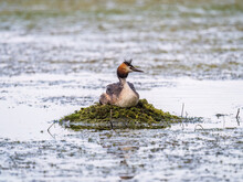 Great Crested Grebe, Podiceps Cristatus, Water Bird Sitting On The Nest, And One Of Its Cute Babies Sitting On Its Back. Nesting Time On The Green Lake
