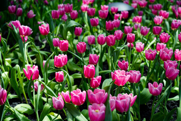 Wall Mural - Pink tulips blooming in a closed garden and the weather is cool.