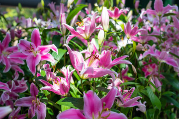 Wall Mural - Pink lilies blooming in a closed garden in cool weather.