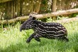 cute striped baby tapir, Prague Zoo