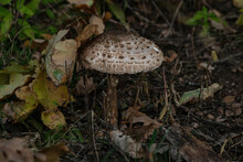 Macrolepiota Procera - Parasol Mushroom Growing In The Forest. Mushroom Picking