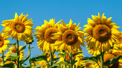 Yellow sunflower in a field against a bright blue sky on a sunny day. Sunflower flower close-up. The sunflower is blooming.