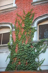 Sticker - window with ivy