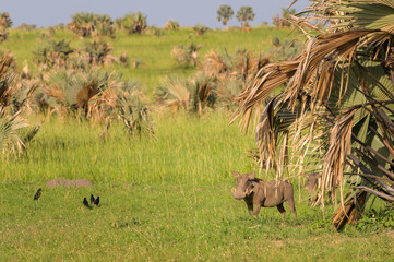 a common warthog in murchinson falls national park