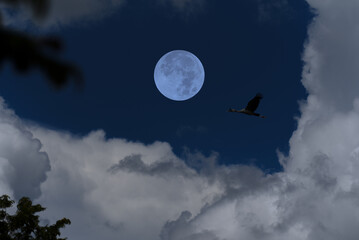 Wall Mural - full moon with clouds and bird silhouette on the sky.