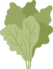 Wall Mural - Lettuce vegetable icon. Vector illustration