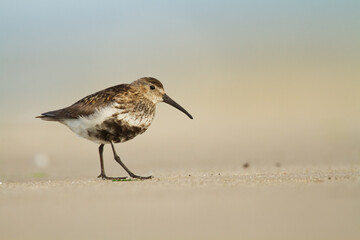 Wall Mural - bird - dunlin calidris alpina adult migratory bird, shorebird