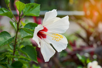 Hibiscus flower, Hibicus hybrid, white flowers, base of petals and red petals. The pistils are joined together into a tube about 6 cm long.   