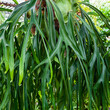 Platycerium superbum (commonly known as the staghorn fern, is a Platycerium species of fern)