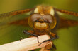 Facial detailed closeup on a female broad-bodied darter dragonfly, Libellula depressa