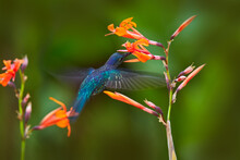 Hummingbird Violet Sabrewing, Big Blue Bird Flying Next To Beautiful Pink Flower With Clear Blue Violet Forest Nature In Background. Tinny Bird Fly In Jungle. Wildlife In Tropic Chiapas. Mexico.